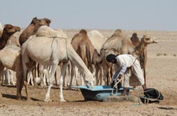 Orient-Expeditionen, Mauretanien: Groe Expedition - Die Kamele werden getrnkt